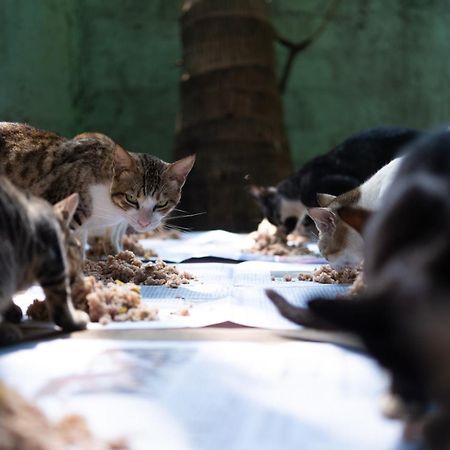 Alass Ga For Pets Lovers Trincomalee Exterior photo