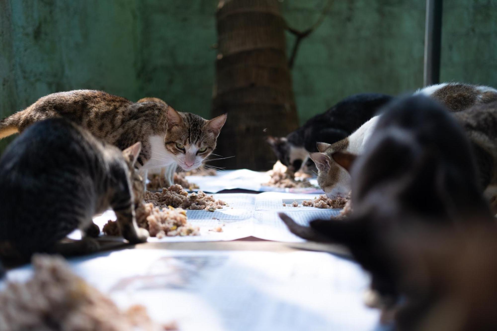 Alass Ga For Pets Lovers Trincomalee Exterior photo