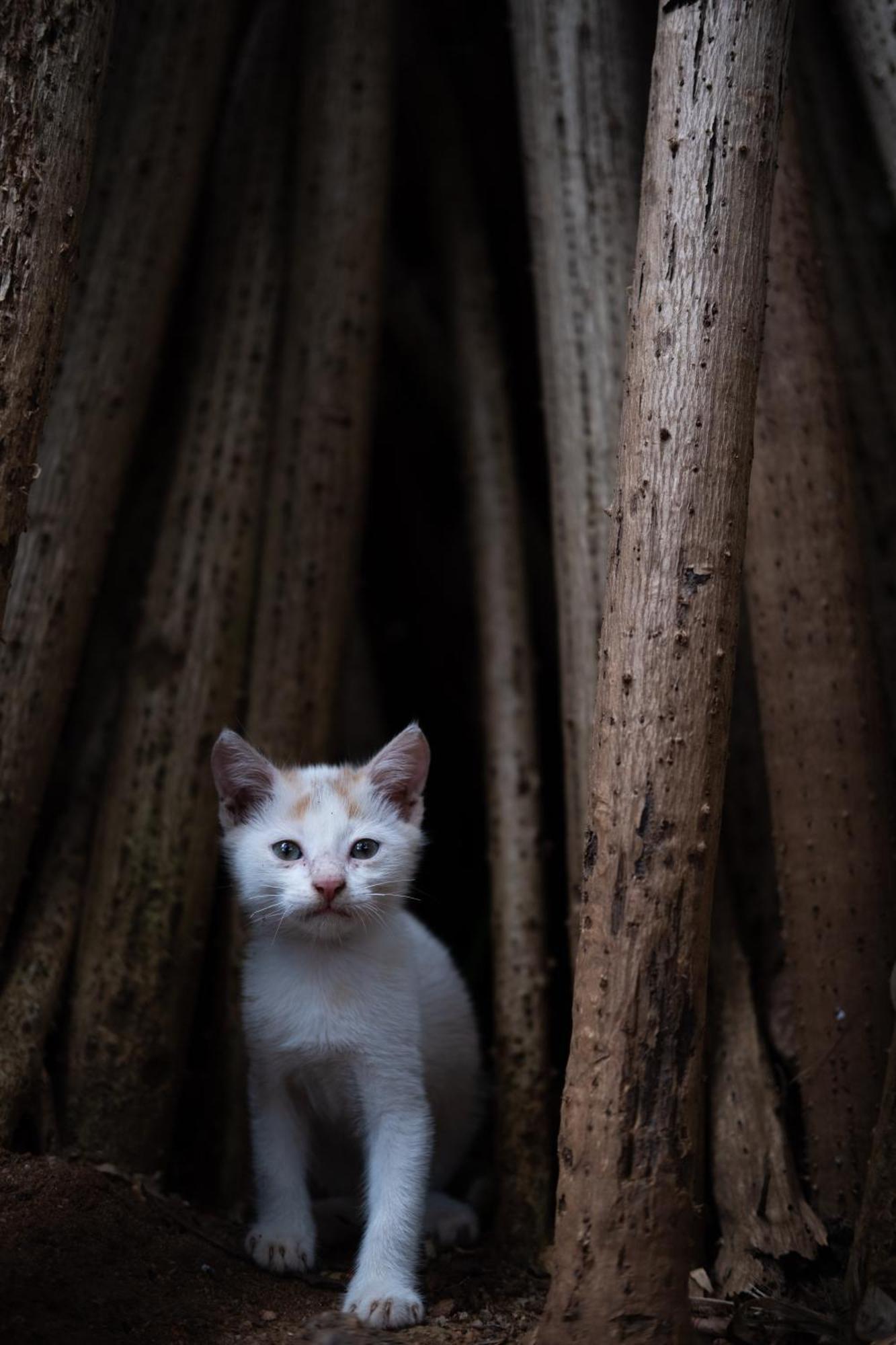 Alass Ga For Pets Lovers Trincomalee Exterior photo