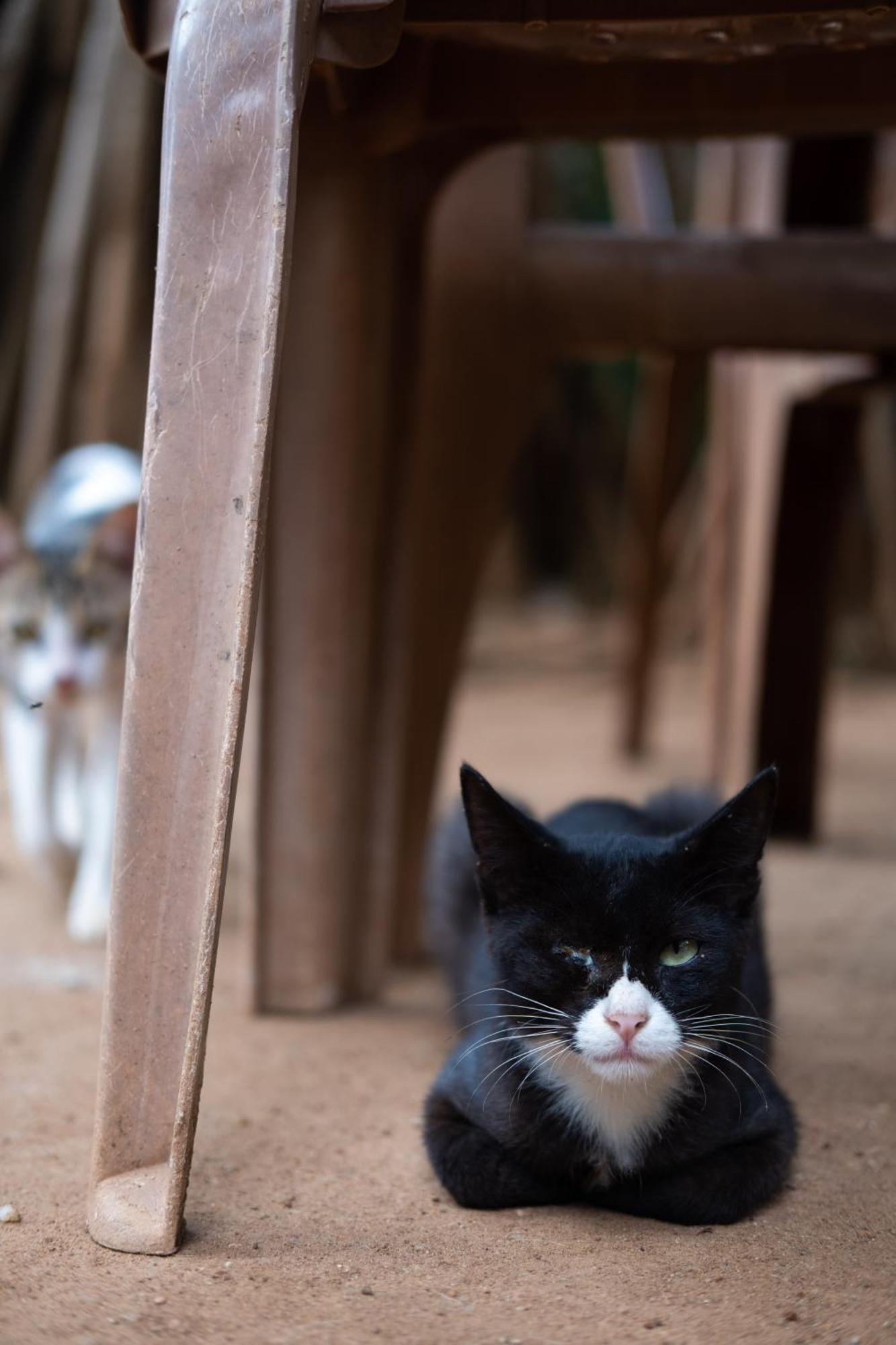 Alass Ga For Pets Lovers Trincomalee Exterior photo