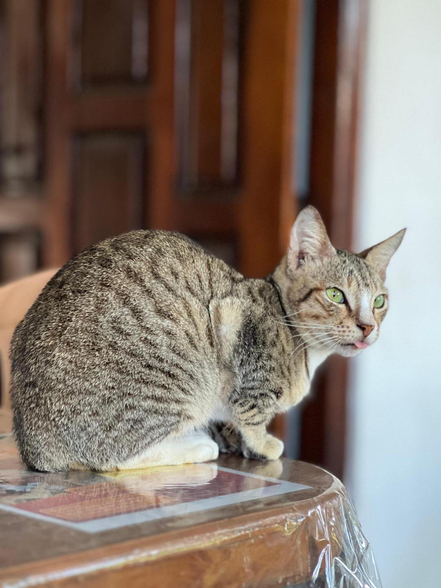 Alass Ga For Pets Lovers Trincomalee Exterior photo