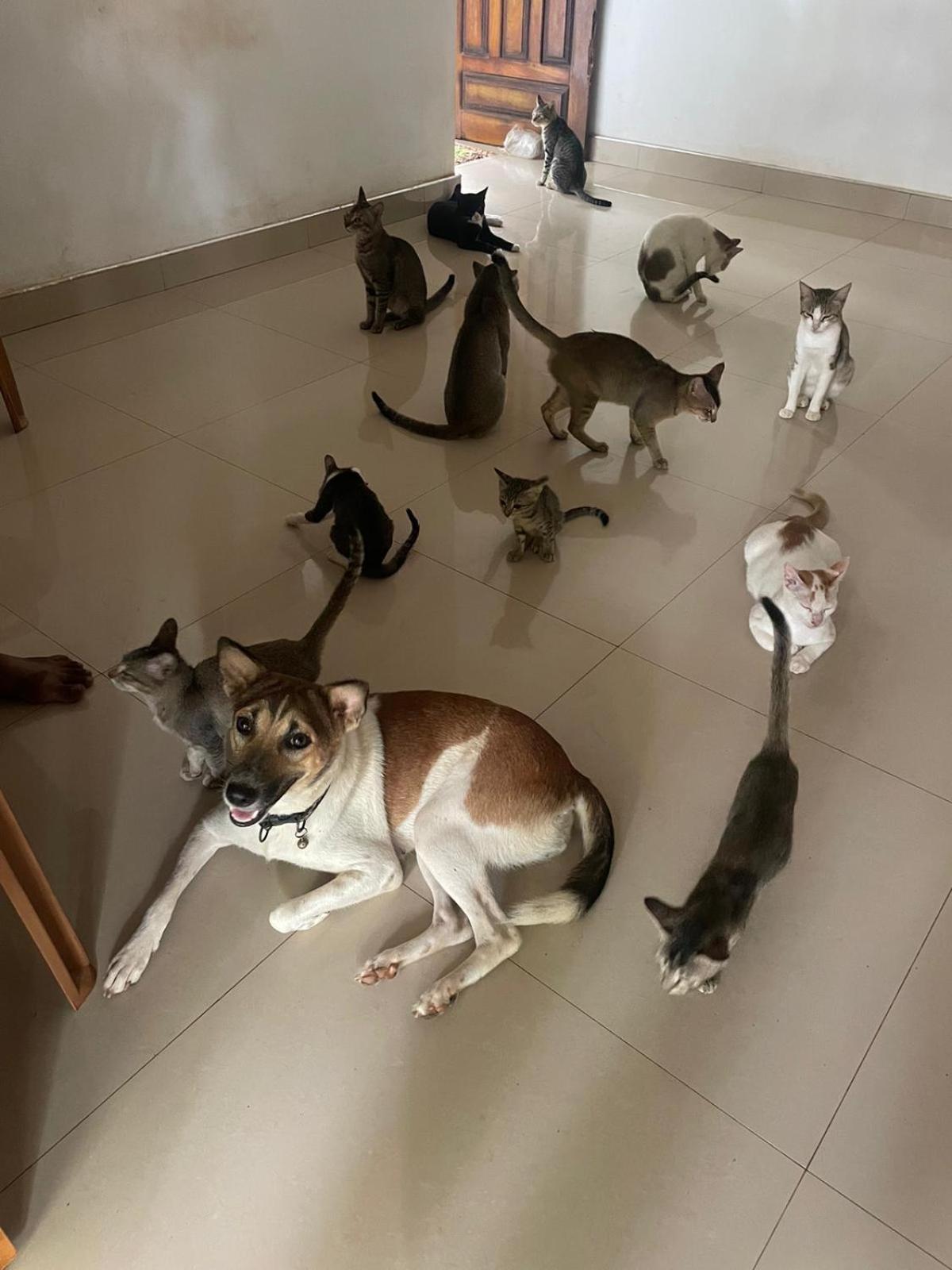 Alass Ga For Pets Lovers Trincomalee Exterior photo
