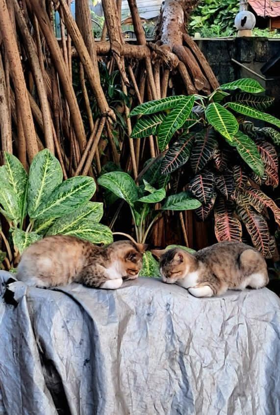 Alass Ga For Pets Lovers Trincomalee Exterior photo
