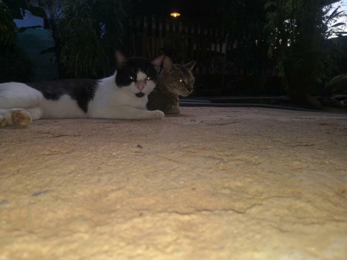Alass Ga For Pets Lovers Trincomalee Exterior photo